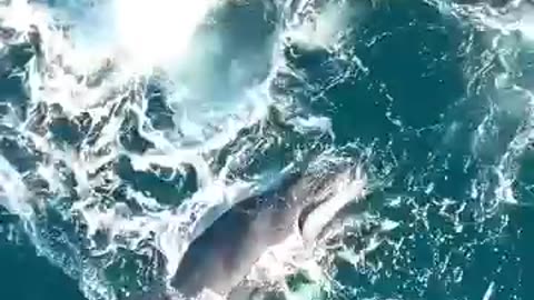 KILLER WHALE ATTACK