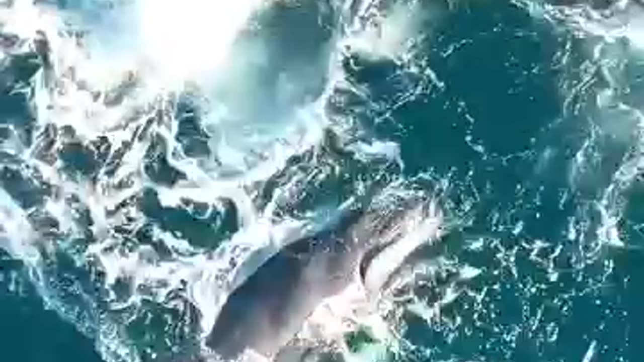 KILLER WHALE ATTACK