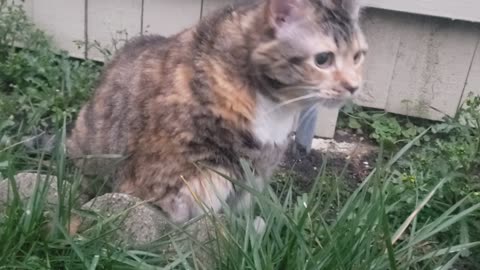 Backyard Bliss: Cat Discoveries in the Grass 🌱😺