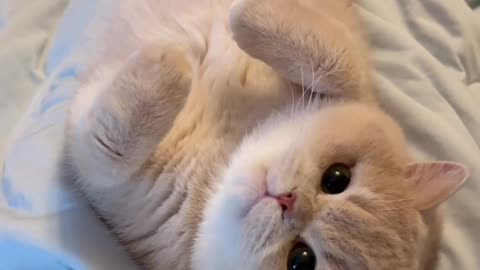 funny cute cat