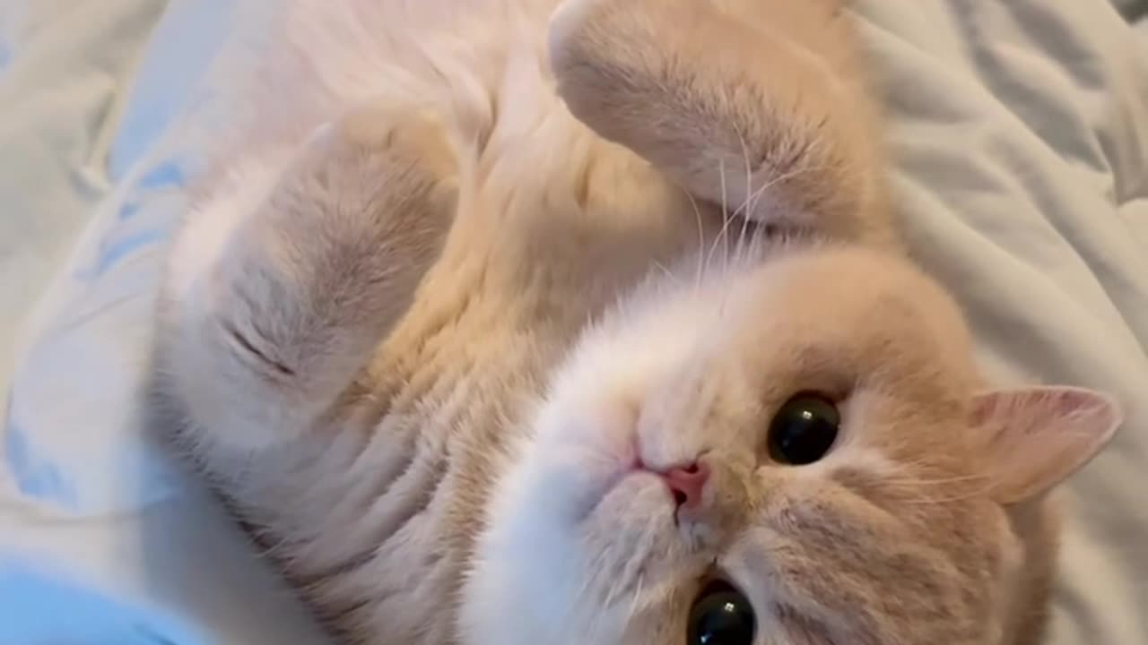 funny cute cat