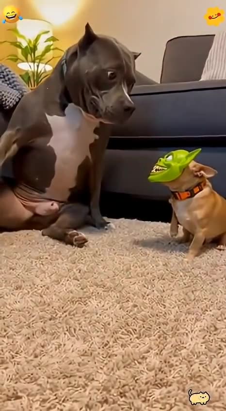 Most Cat & Dog Funny Videos 😅😅