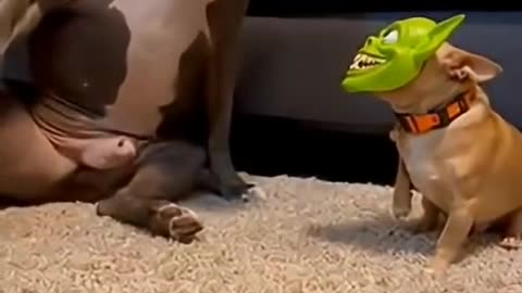 Most Cat & Dog Funny Videos 😅😅