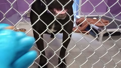 Kang 4y Pet Id 949444 kennel 17 HSSAZ shelter heavenly guy would love 2 go 4 doggie walk20251004874