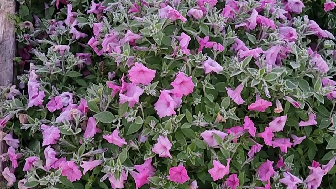 Frozen Petunias Galore this is Petunia Colony #53
