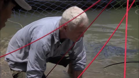 Catching A Full-Grown Male Stingray | STINGRAY | River Monsters