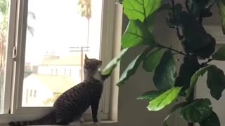 😂🐶 You Won't Believe What Happens Next! | FunFM