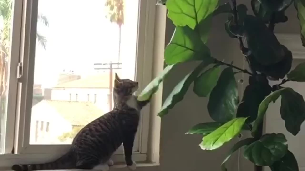 😂🐶 You Won't Believe What Happens Next! | FunFM