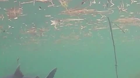 Feeding time! Underwater GoPro footage of feeding the fish.