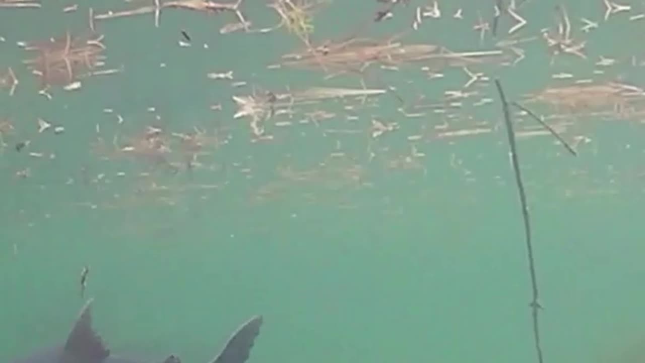 Feeding time! Underwater GoPro footage of feeding the fish.