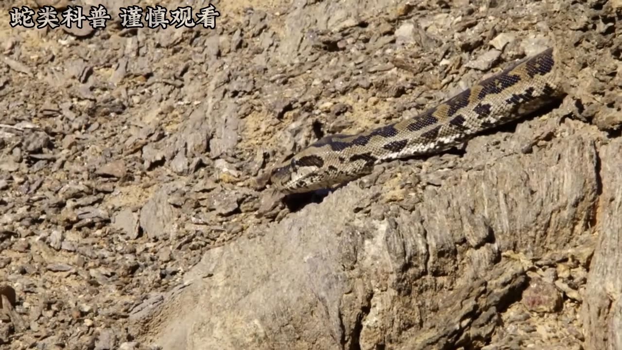 #动物世界 #科普