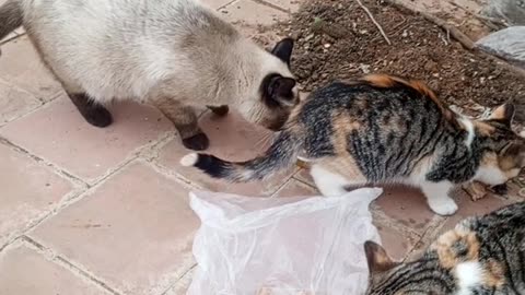 I gave a cat and 3 of her babies food, how adorable they are!