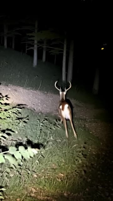 Gray Alien Spotted Chasing Deer
