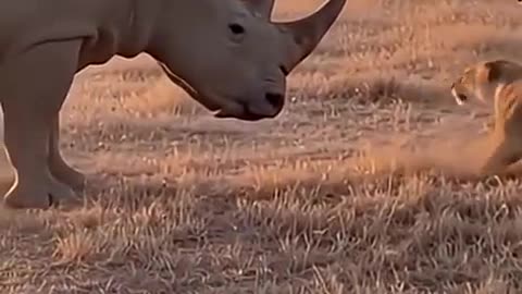 Wild Dog Escapes Lions