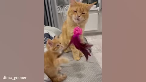 the-most-dramatic-cats-moments-ever--funny-cat-videos-2025