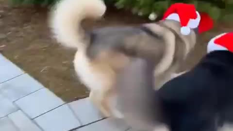 Merry Christmas 🎁🎄!