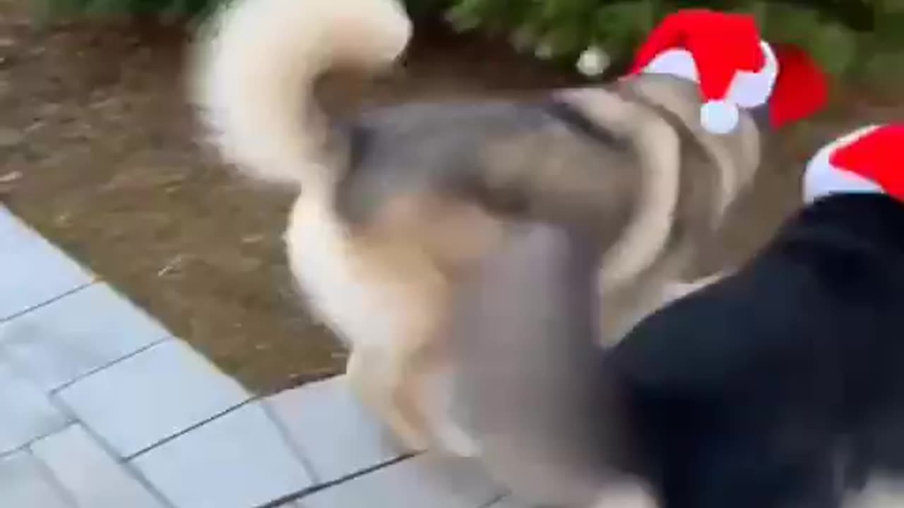 Merry Christmas 🎁🎄!