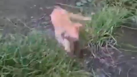 Funny Cat Videos