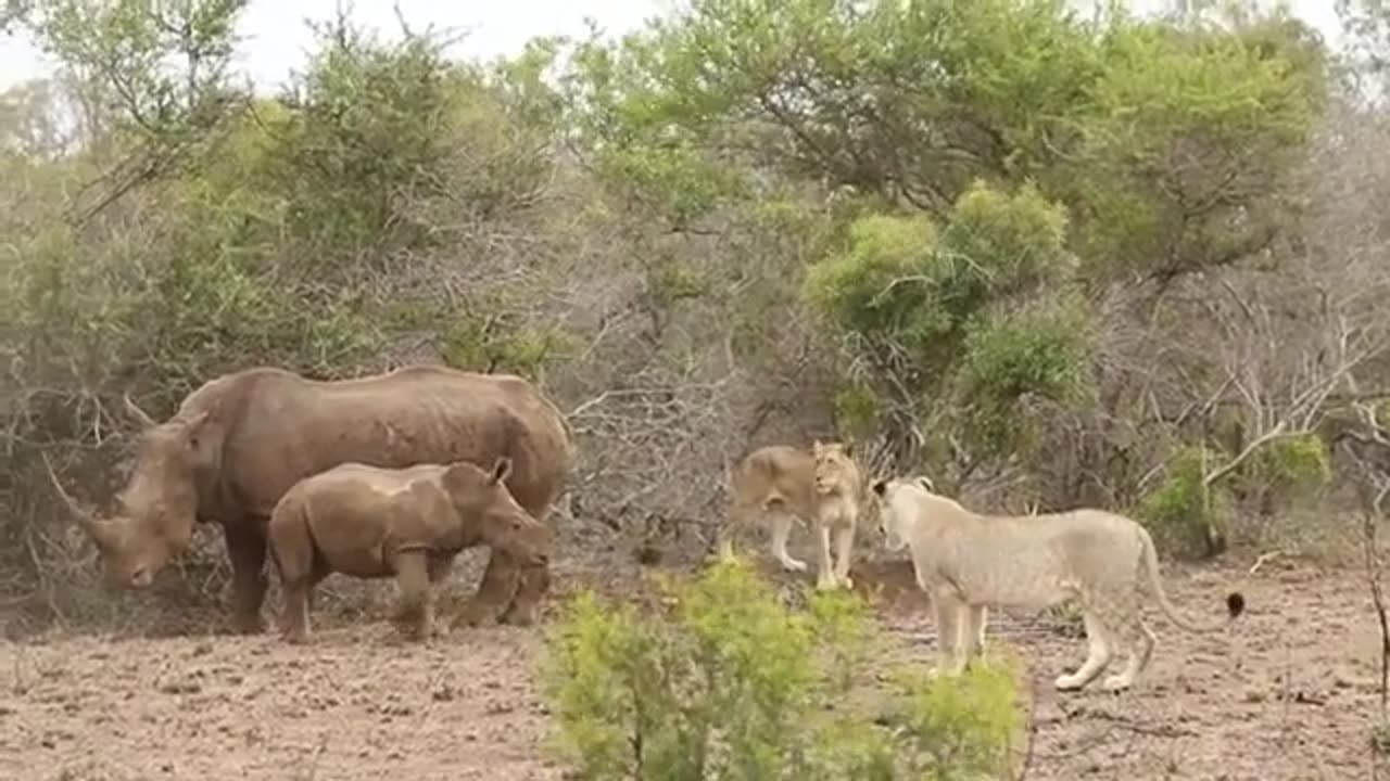 Lions & Rhinos in Jungle