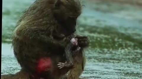 Baboon giving birth to a baby