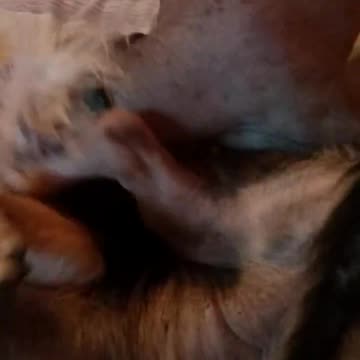 Bella and jody wresting