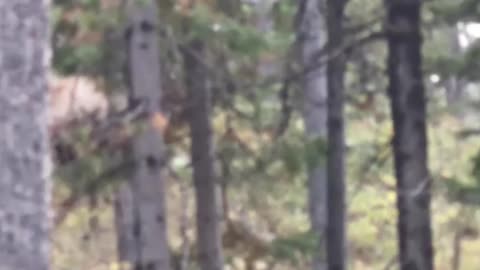 RMSO viewer catch in video BIGFOOT