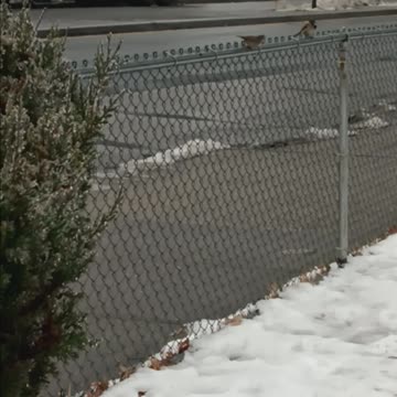 Thrush bird and sparrows