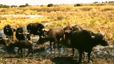 animals