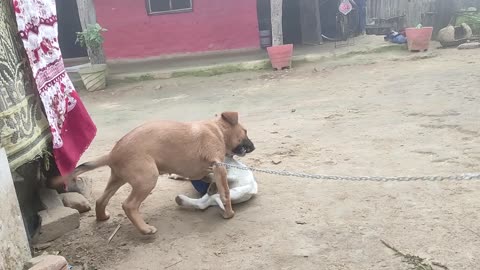 Puppy Playing With Friends