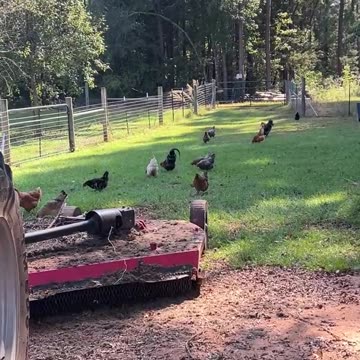 Chickens keeping the grass fertilized