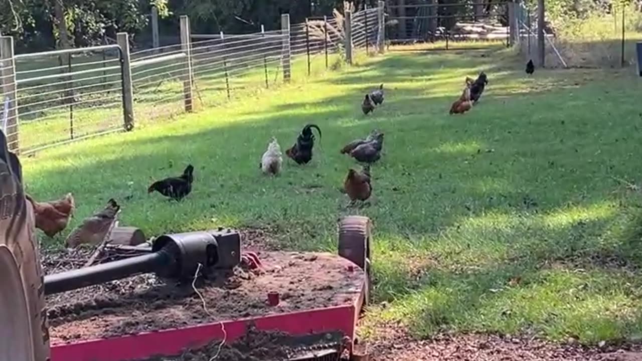 Chickens keeping the grass fertilized