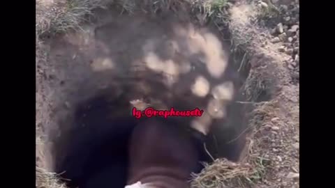 🤣🐶 Classic Sherman Moment! | FunFM