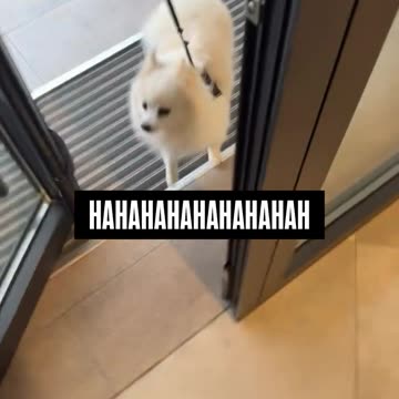 Gastoz i Snupi - Hit