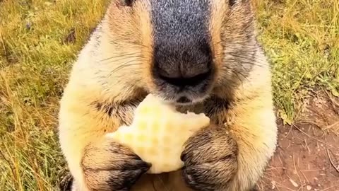 😮✨ Adorable Marmot Enjoys Waffle Like a Pro! | FeedMyCuriosity