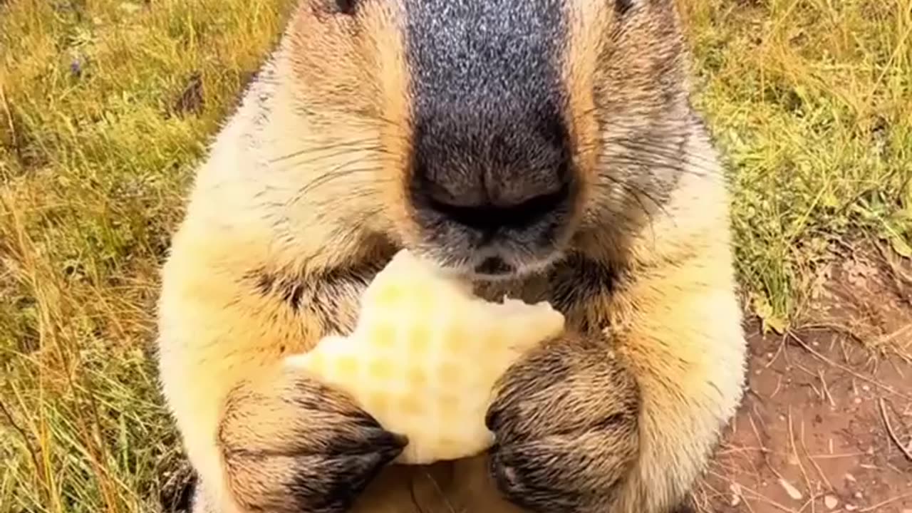 😮✨ Adorable Marmot Enjoys Waffle Like a Pro! | FeedMyCuriosity