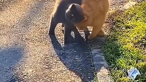 Animals friend