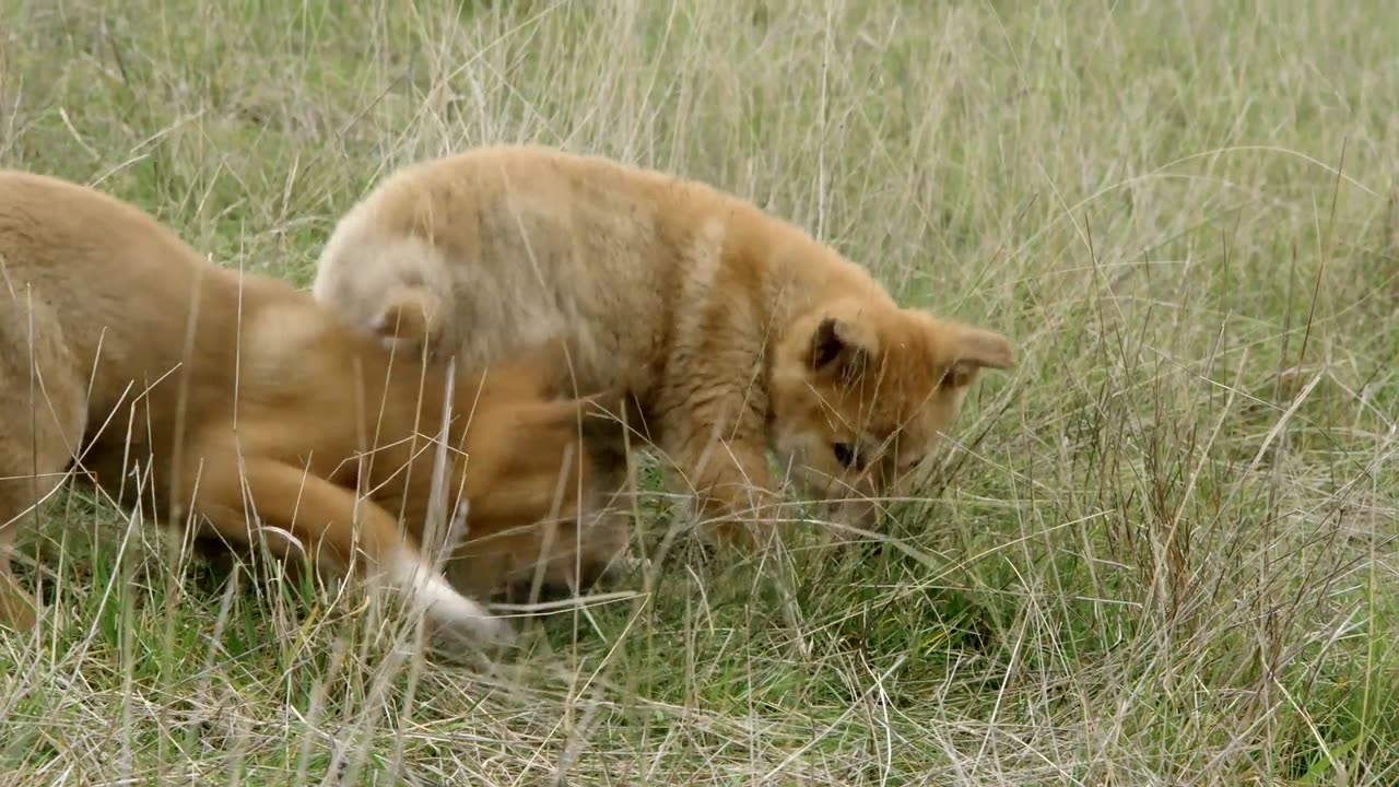 Secrets of Wild Australia: Series 1_The Dingo