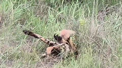 Leopard Paralyzes Wild Dog