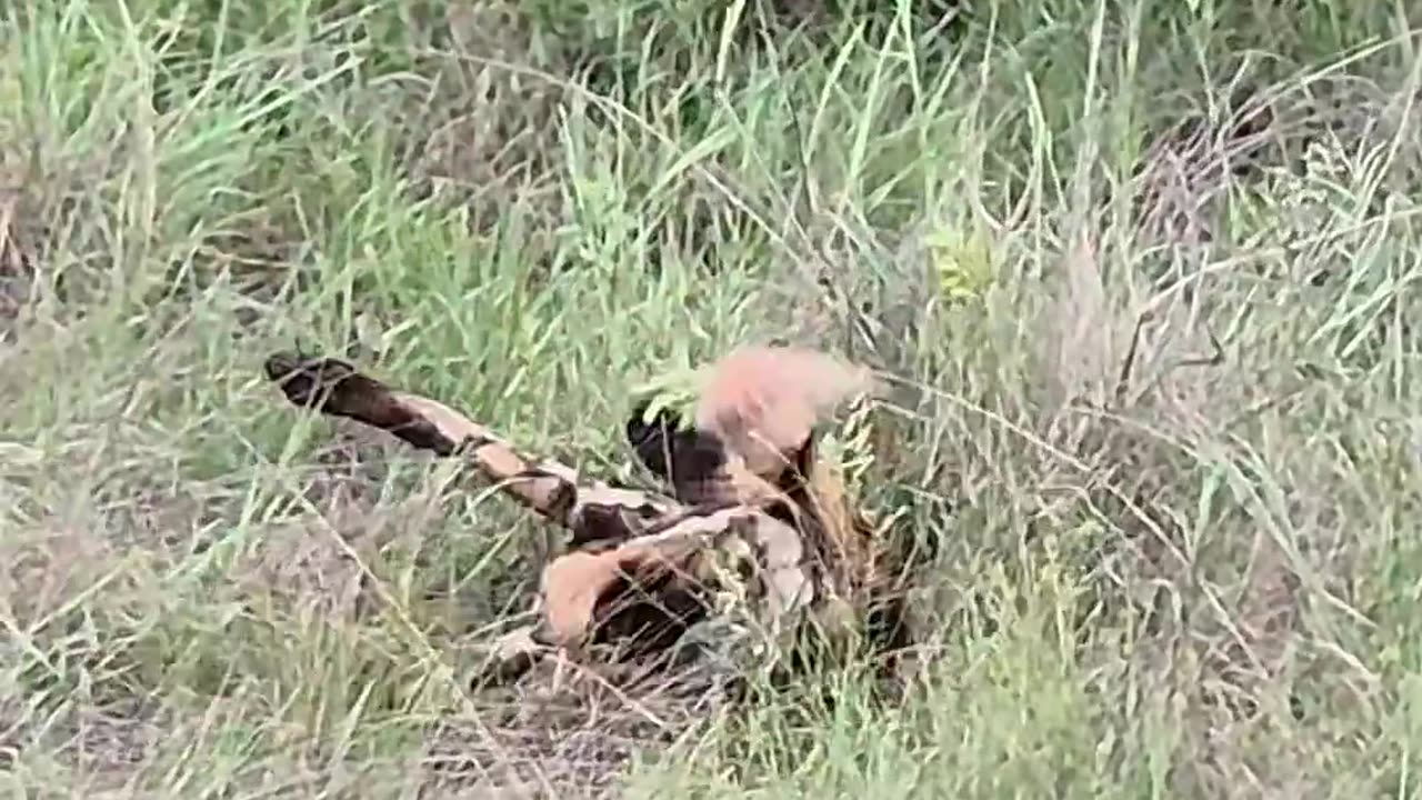 Leopard Paralyzes Wild Dog