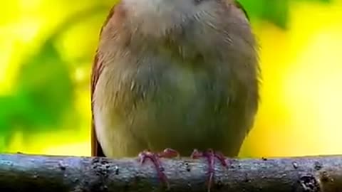 Beautiful Singing nightingale