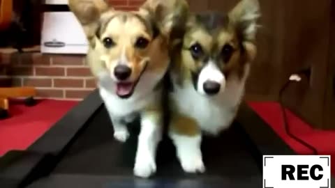 Extreme Pet Workouts