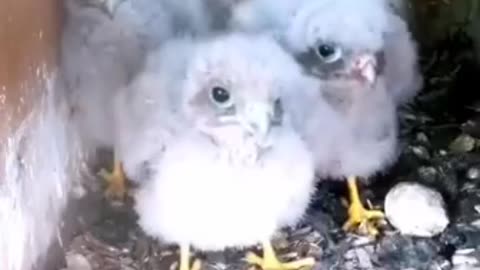 Birds 🐦 life 😀