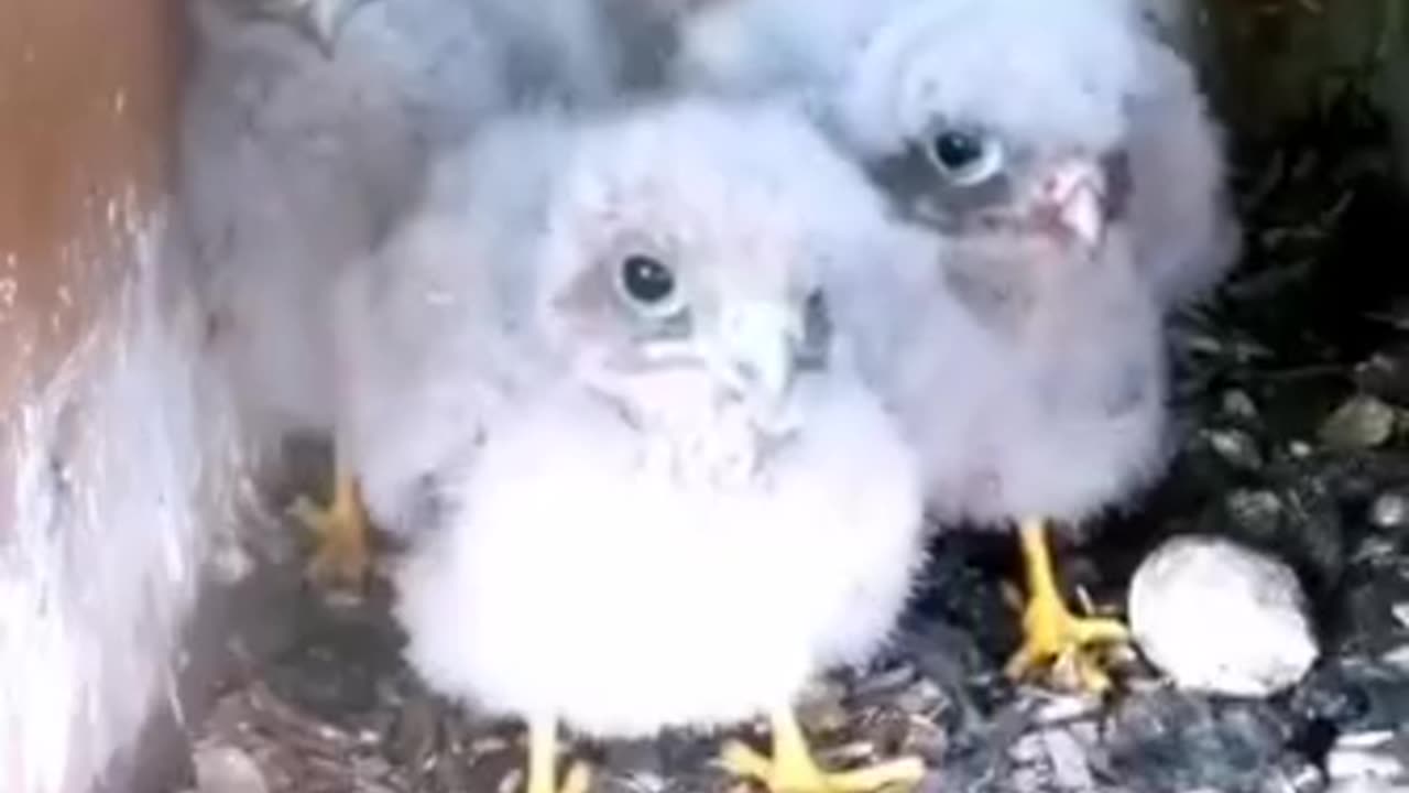 Birds 🐦 life 😀