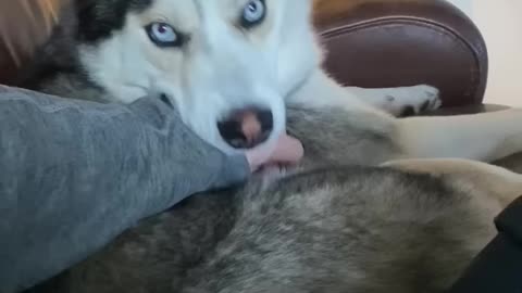 Husky Demands More Pets