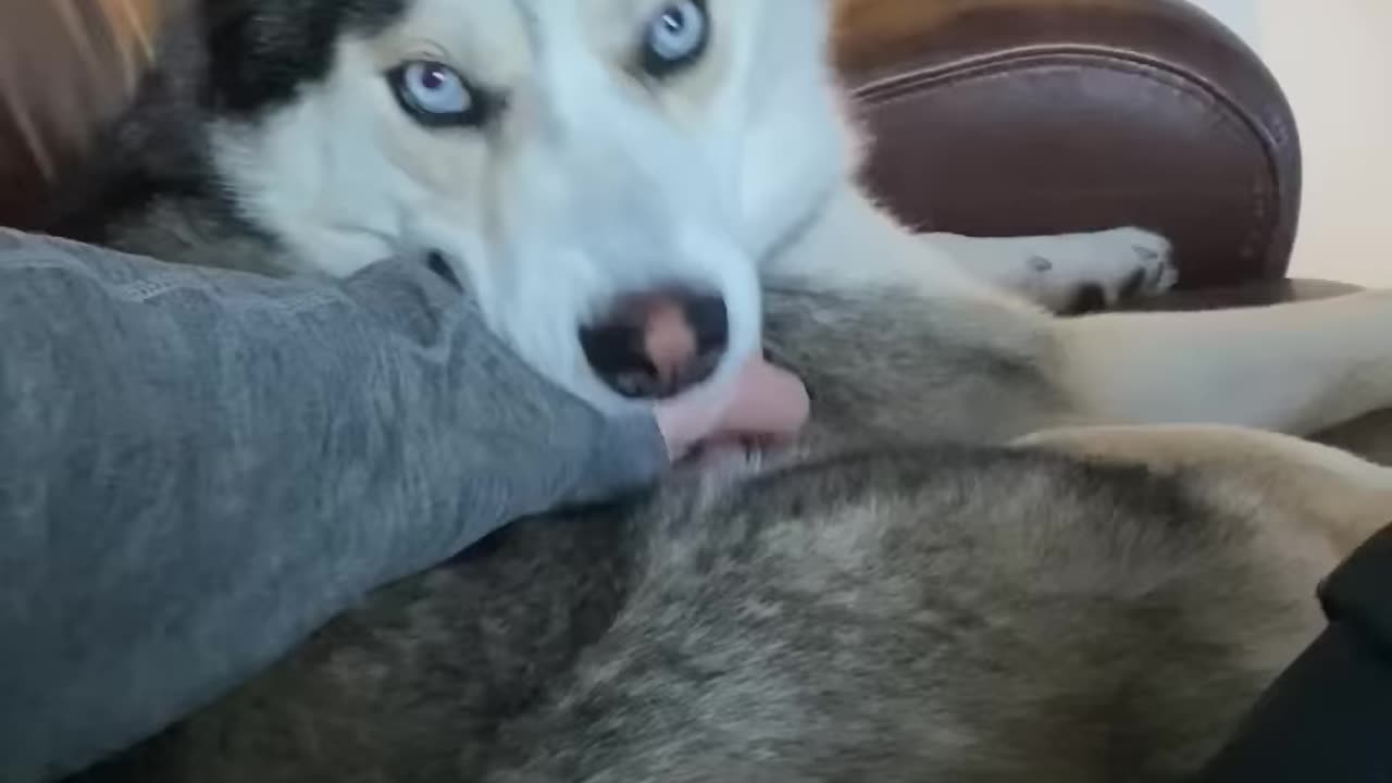 Husky Demands More Pets