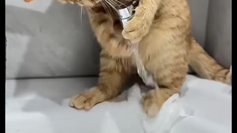 "Curious cat enjoying tap water play"