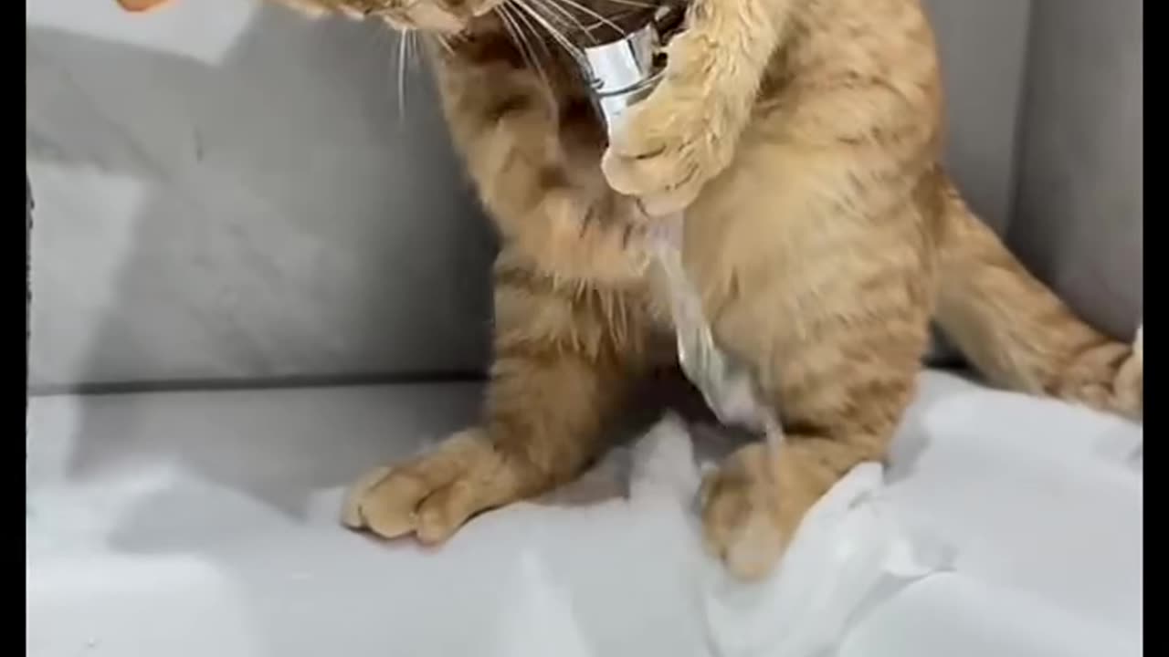 "Curious cat enjoying tap water play"