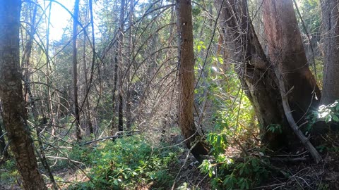 Bigfoot Evidence - GoPro Timewarp up trails devastated by bigfoot