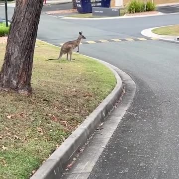 Australian kangaroos crossing the road