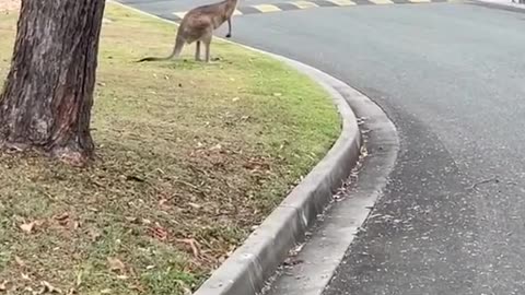 Australian kangaroos crossing the road